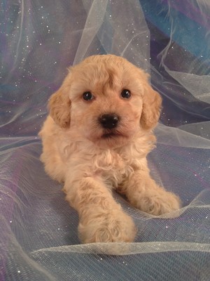 Male Bichon Poodle Puppy for sale #1|Bichon Poo Breeder Located Near the Iowa Minnesota Border with Bichon Poodle Puppies for sale 